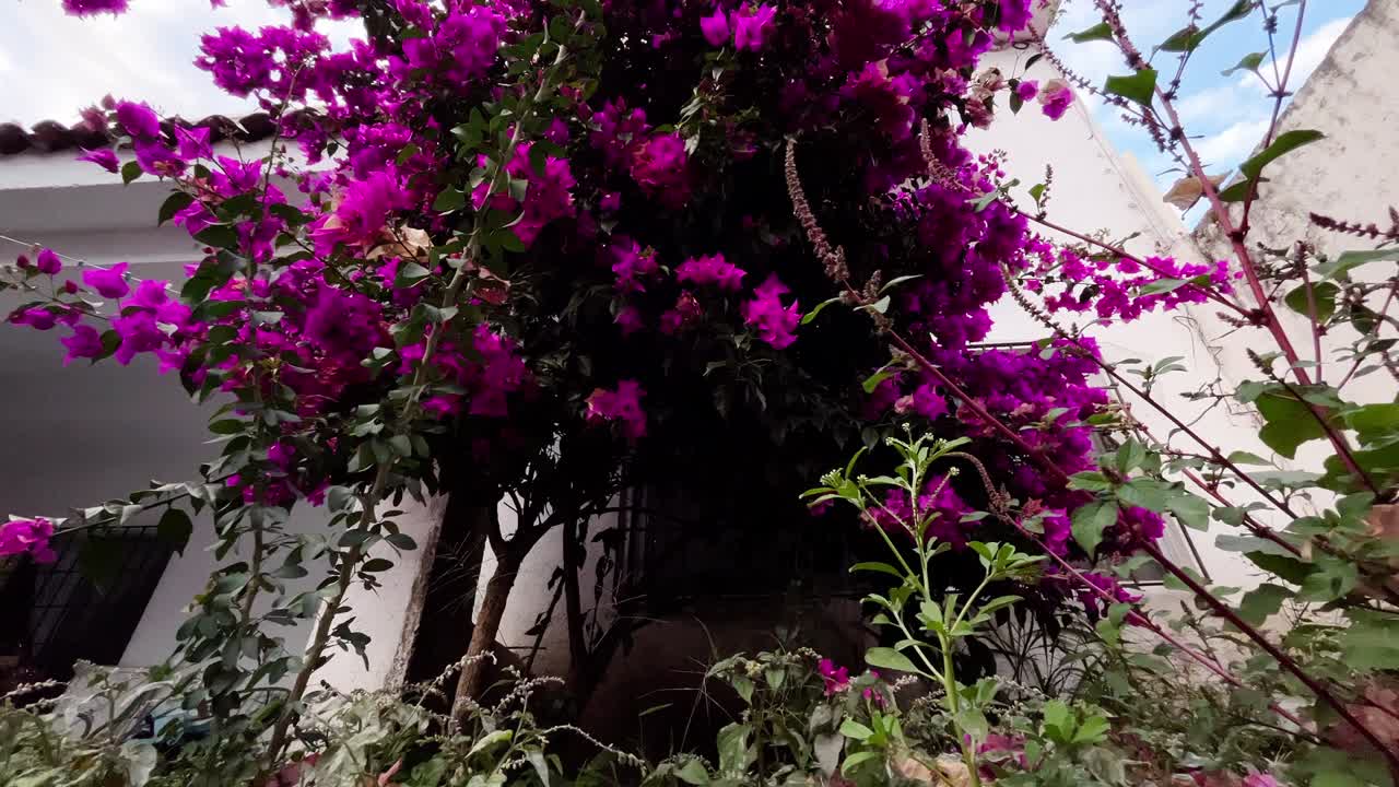 una vibrante bougainvillea florece en un jardín rodeado de vegetación y arquitectura rústica