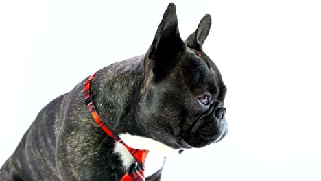 french bulldog in a tie sitting on a white background