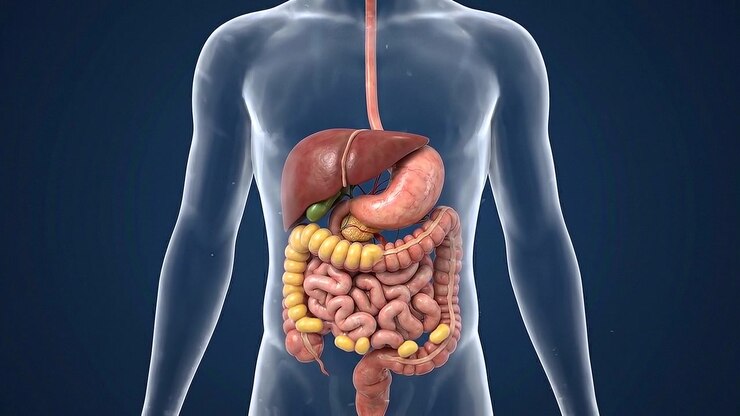 Transparent torso displaying liver stomach and complete intestinal tract