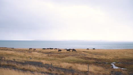 herd of wild horses grazing in windswept grassy field on sea coast