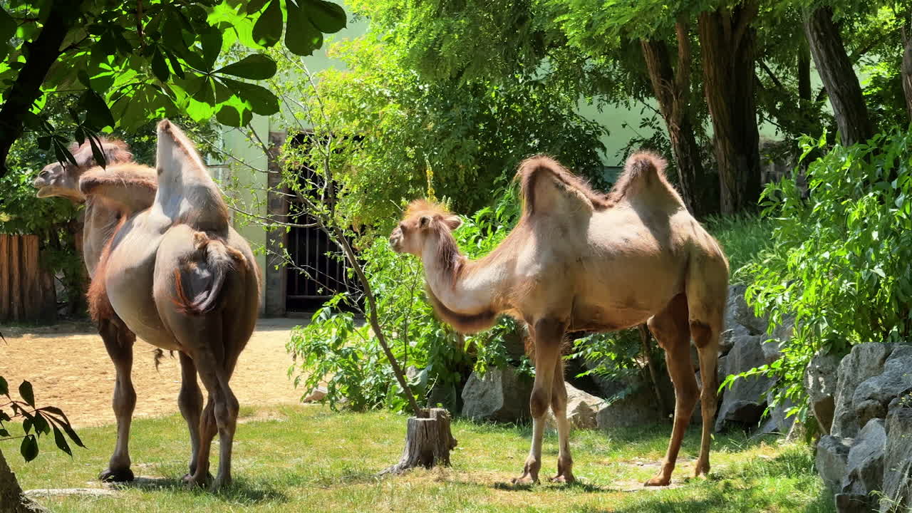 Camels resting under the shade in a park. Two camels stand peacefully in a green park, enjoying the shade from trees on a sunny day while grazing