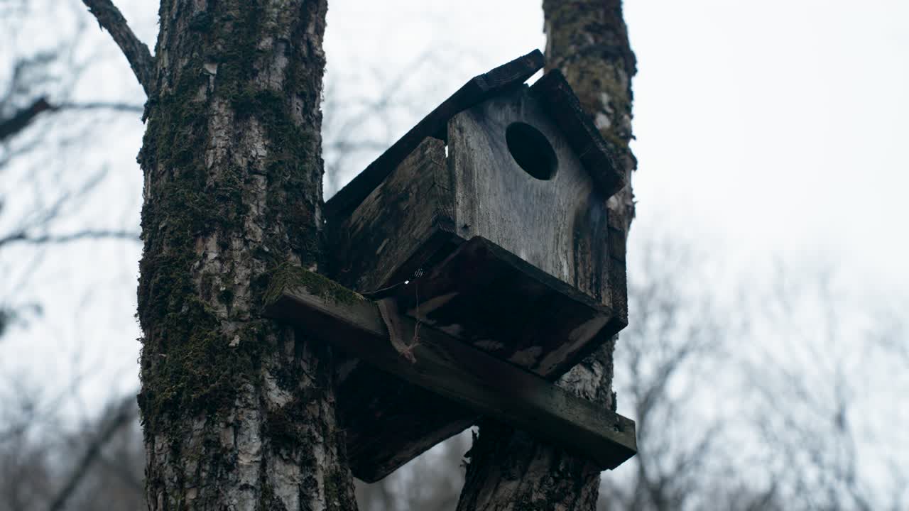 Old weathered wooden birdhouse attached to a mossy birch tree in a gloomy overcast forest