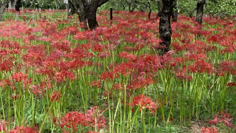 un hermoso racimo rojo de amaryllis