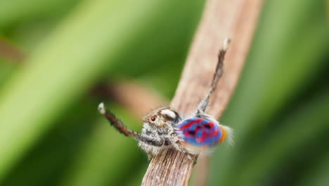 araña de pavo real azul baile completo en la naturaleza