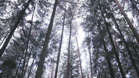 Camera-moves-through-trees-in-a-forest-in-Riga,-Latvia-in-the-winter