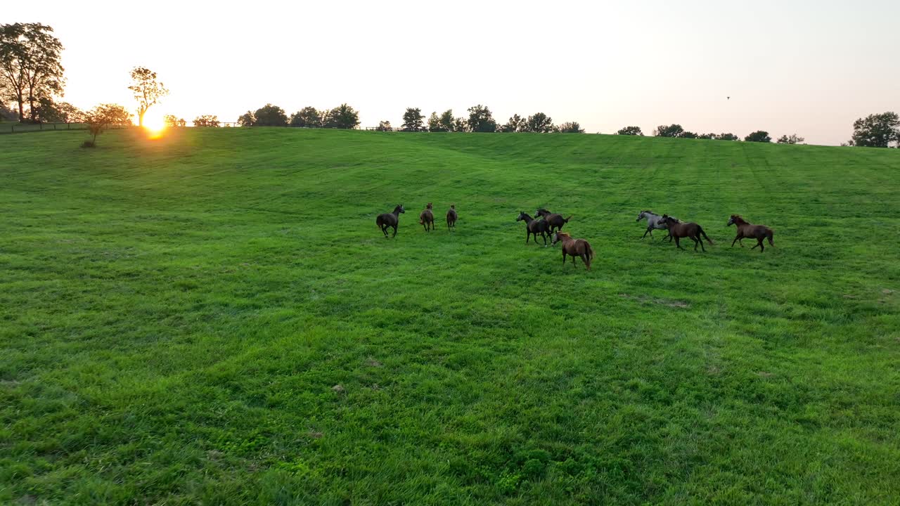 Cavalli che corrono in un pascolo durante un tramonto dorato in una giornata estiva