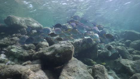 Un-Banco-De-Peces-Cirujanos-Azules-Y-Morados-Pululan-Sobre-Algunas-Rocas-Y-Corales,-Comiéndose-Las-Algas