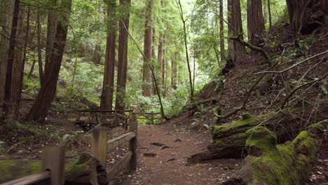 walking through wooded trail over bridge in scenic forest, pov handheld