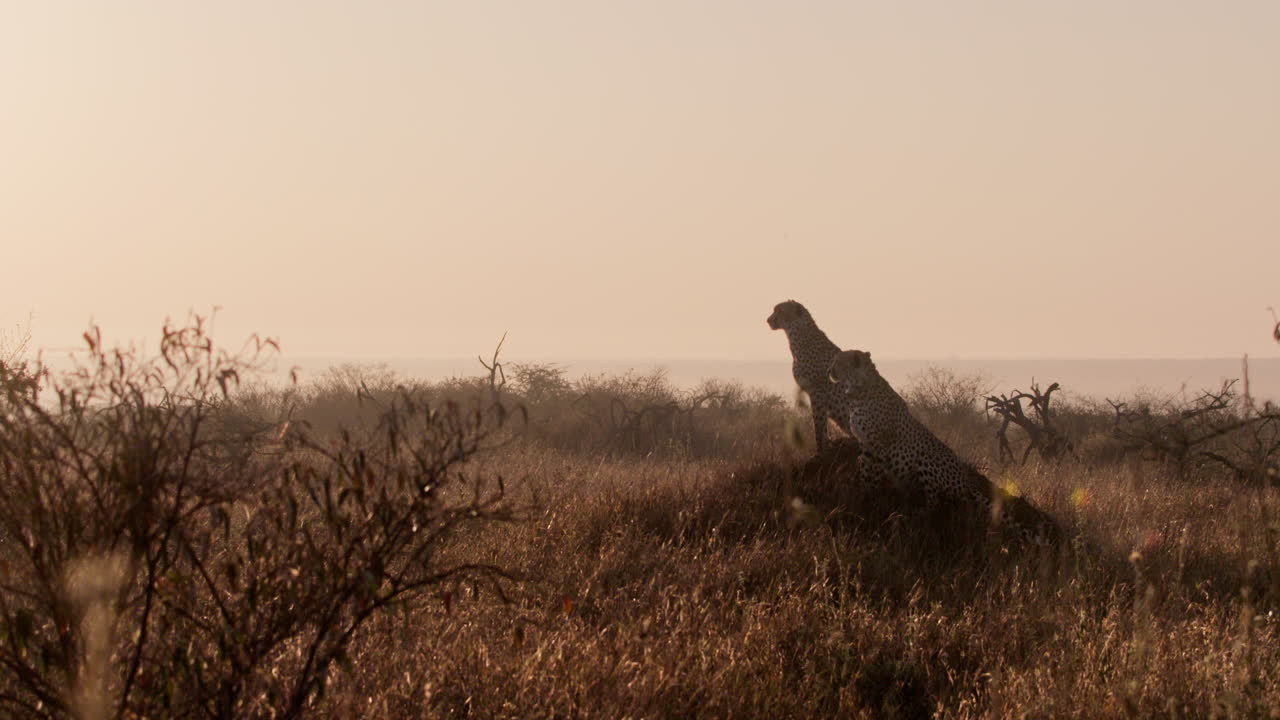 Extreme wide shot of two cheetahs scanning the savannah at sunrise