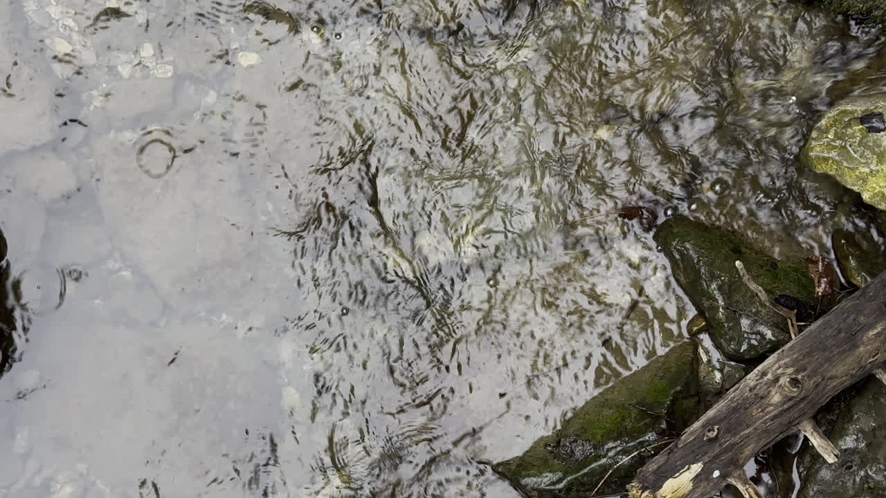 primer plano de un arroyo que fluye en las piedras y el lanzamiento de un cono de pino dentro