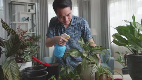 asian man taking care of home plants in living room