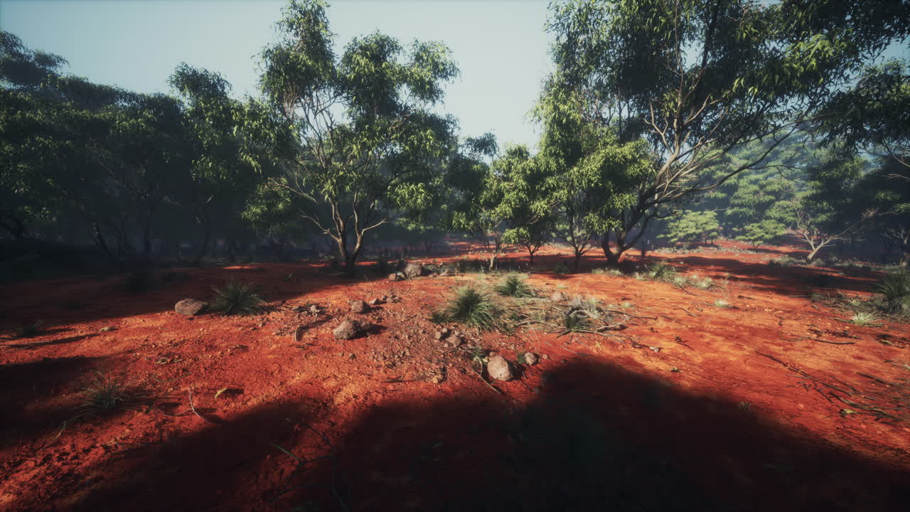 앙고포라와 유칼립투스 숲을 가로지르는  ⁇ 길