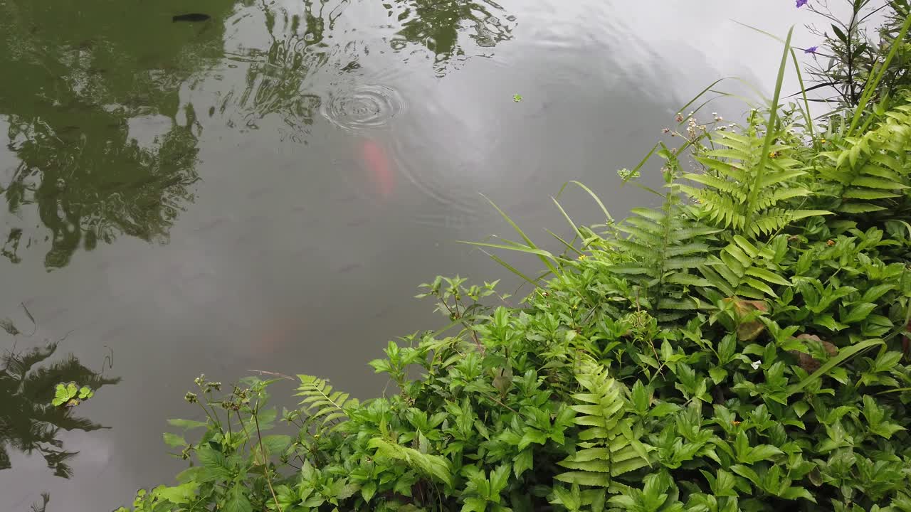 peces de estanque de koi peces dorados y peces más pequeños negros juntos, vegetación tropical, atmósfera meditativa zen en el templo balinés, indonesia