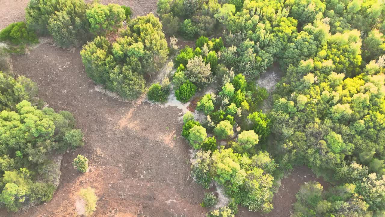 Vista aerea di arbusti e alberi costieri lussureggianti