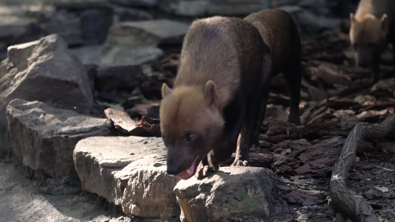 Cane delle boscaglie (Speothos venaticus) in natura. I cani delle boscaglie si trovano da Panama in America Centrale, attraverso gran parte del Sud America.
