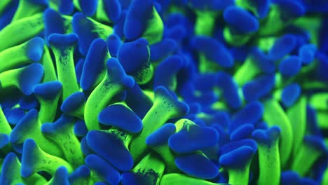 macro close-up shot of ancora bi-colour coral under actinic lighting, showing ultra green tentacles with blue anvil-shaped tips gently swaying in the current in reef aquarium