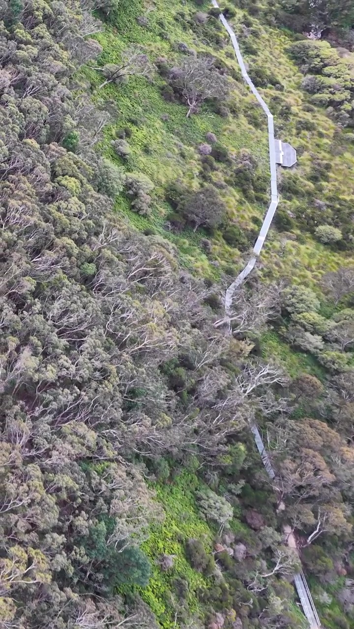 Ripresa aerea con drone dall'alto di un sentiero tortuoso per escursioni attraverso la fitta chioma di una foresta di eucalipti australiana