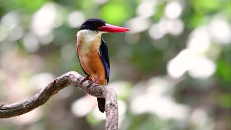 el martín pescador de gorra negra tiene un pico rojo como un caramelo y una gorra negra que se encuentra en tailandia y otros países de asia