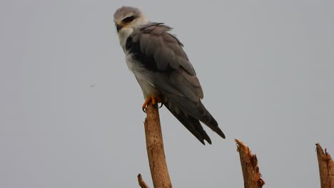 Black-winged-kite-chilling--..