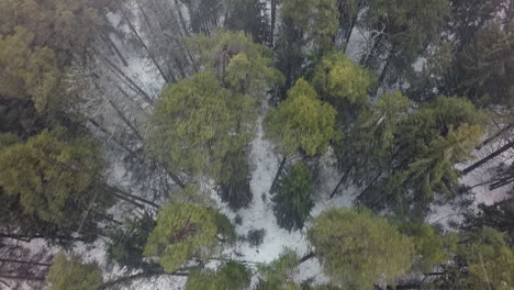 Flying-over-the-winter-forest