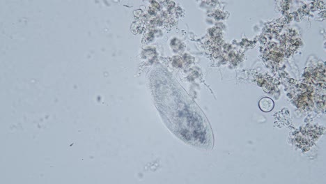 Paramecium-Große-Vergrößerung-Innerhalb-Der-Organellenbewegung-Hellfeldmikroskopische-Ansicht