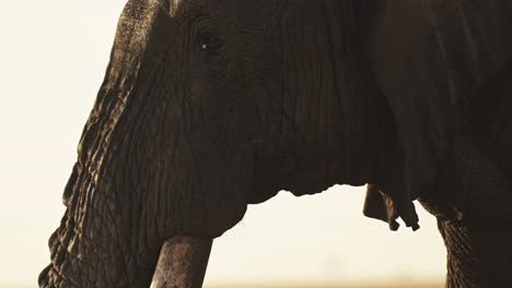 Slow-Motion-of-African-Elephant-Close-Up-Portrait-of-Big-Tusks-Trunk-and-Face,-Africa-Wildlife-Animal-in-Masai-Mara,-Kenya,-Ivory-Trade-Concept,-Large-Male-Bull-in-Maasai-Mara-National-Reserve