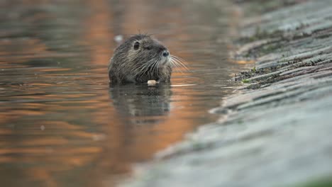 adult myocastor coypus eating on river shore during sunny day,close up shot