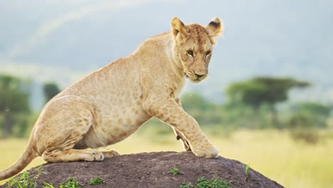 movimiento lento del león en áfrica, leona en un safari de vida silvestre africana sentada en un montículo de termitas mirando a su alrededor en masai mara, kenia en el parque nacional masai mara, primer plano de los cinco grandes depredadores
