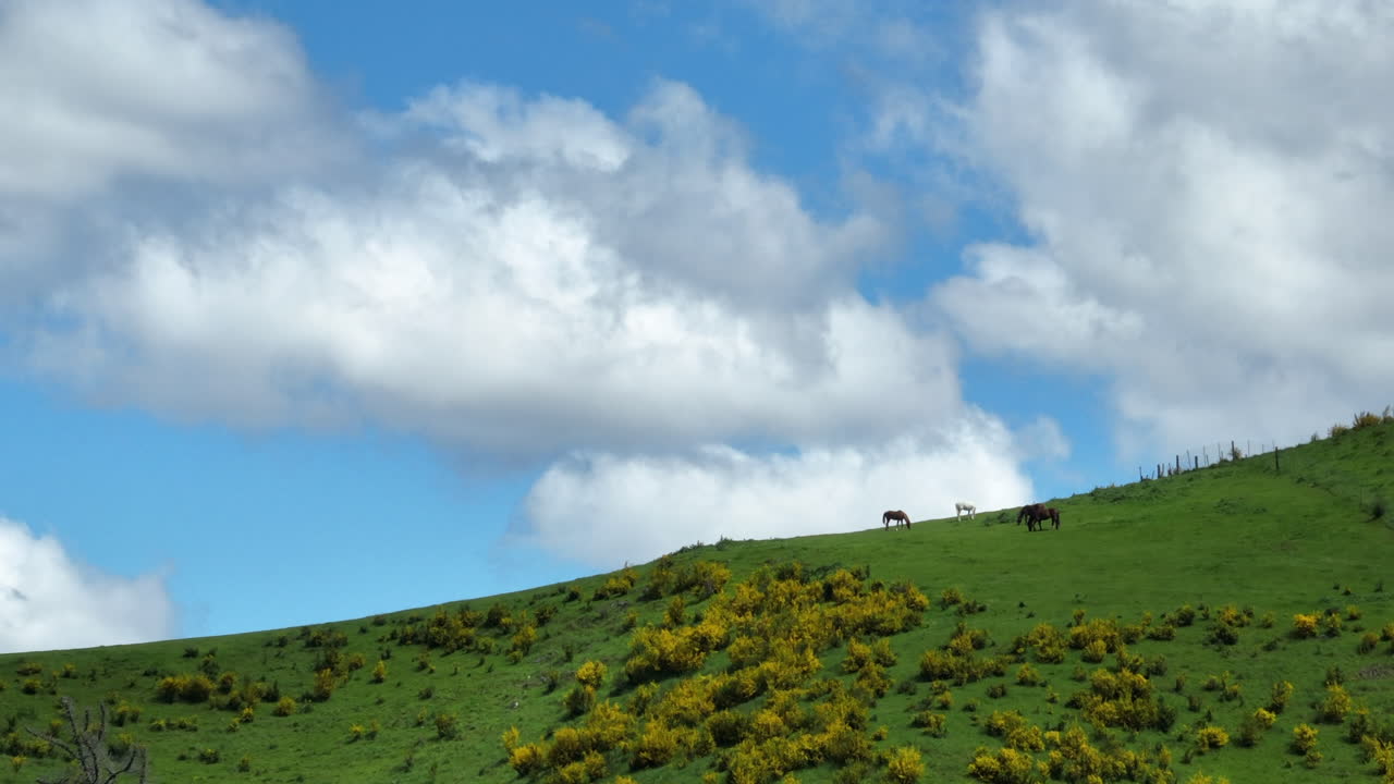 Drone Shot Filming Multiple Horses Grazing on a Large Hill with Stunning View in the Motueka Valley, New Zealand