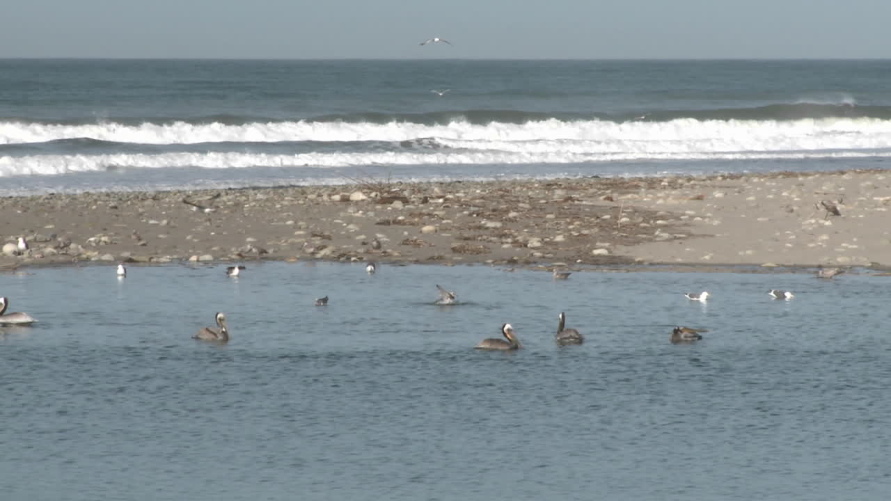 벤츄라 캘리포니아의 서퍼스 포인트 해변에서 벤츄라 강 어귀에 있는 갈색 펠리칸과 갈매기