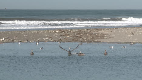 pelícano marrón y gaviotas en el estuario del río ventura en surfers point beach en ventura california