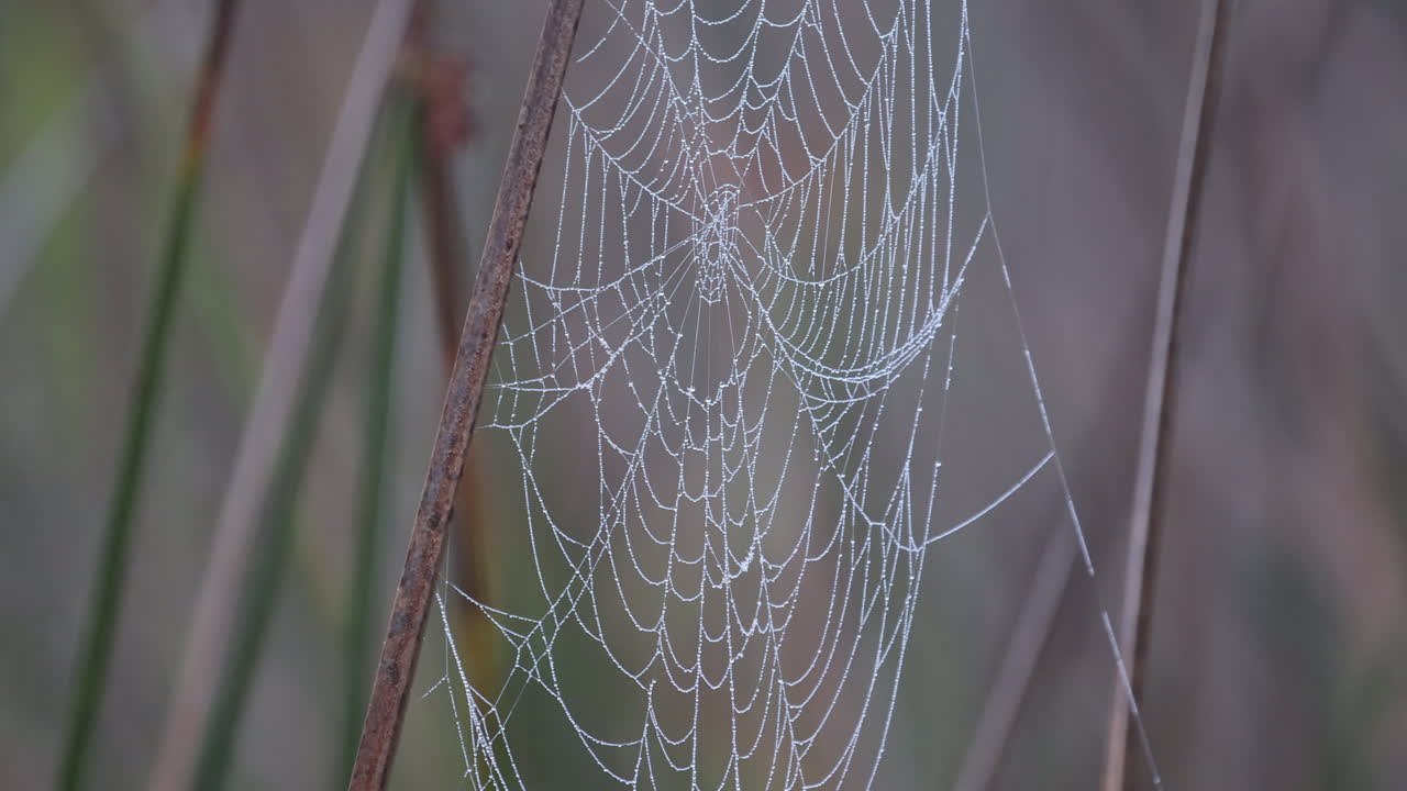 Slow motion morning dewy spider web in tropical marsh with breeze