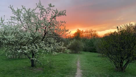 early morning in nature, a blooming cherry tree and a fiery dawn