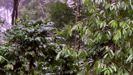 heavy rain shower in the forest