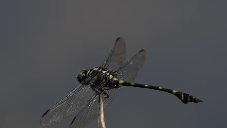 The-Common-Flangetail-dragonfly-is-commonly-seen-in-Thailand-and-Asia