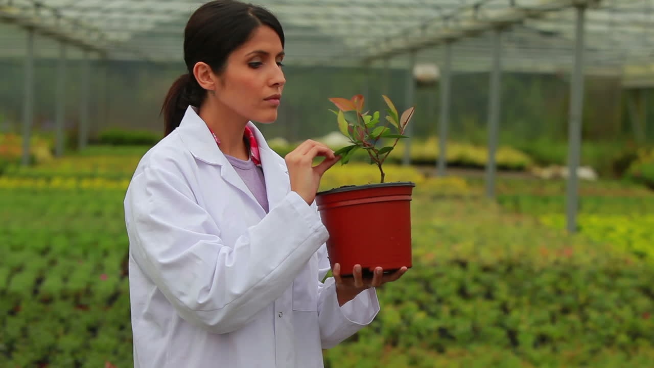 mujer sosteniendo una planta