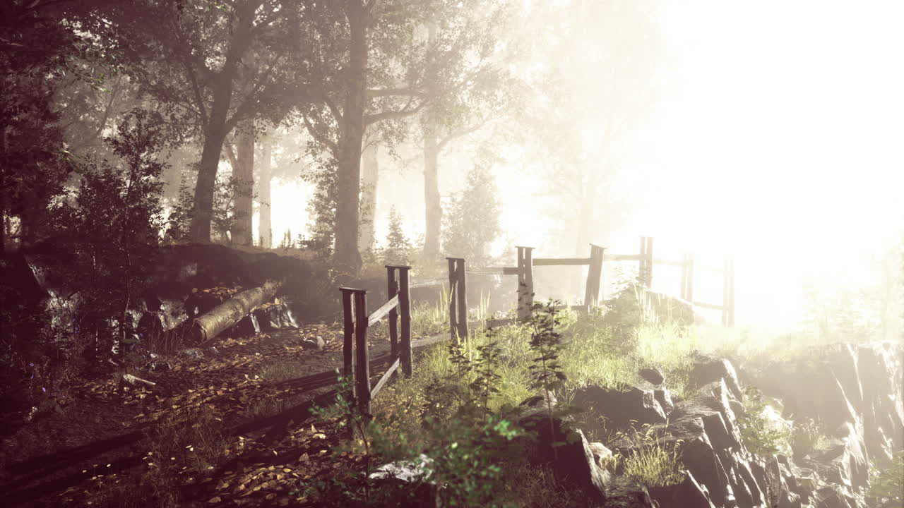 Serene forest path illuminated by soft morning light and natural beauty