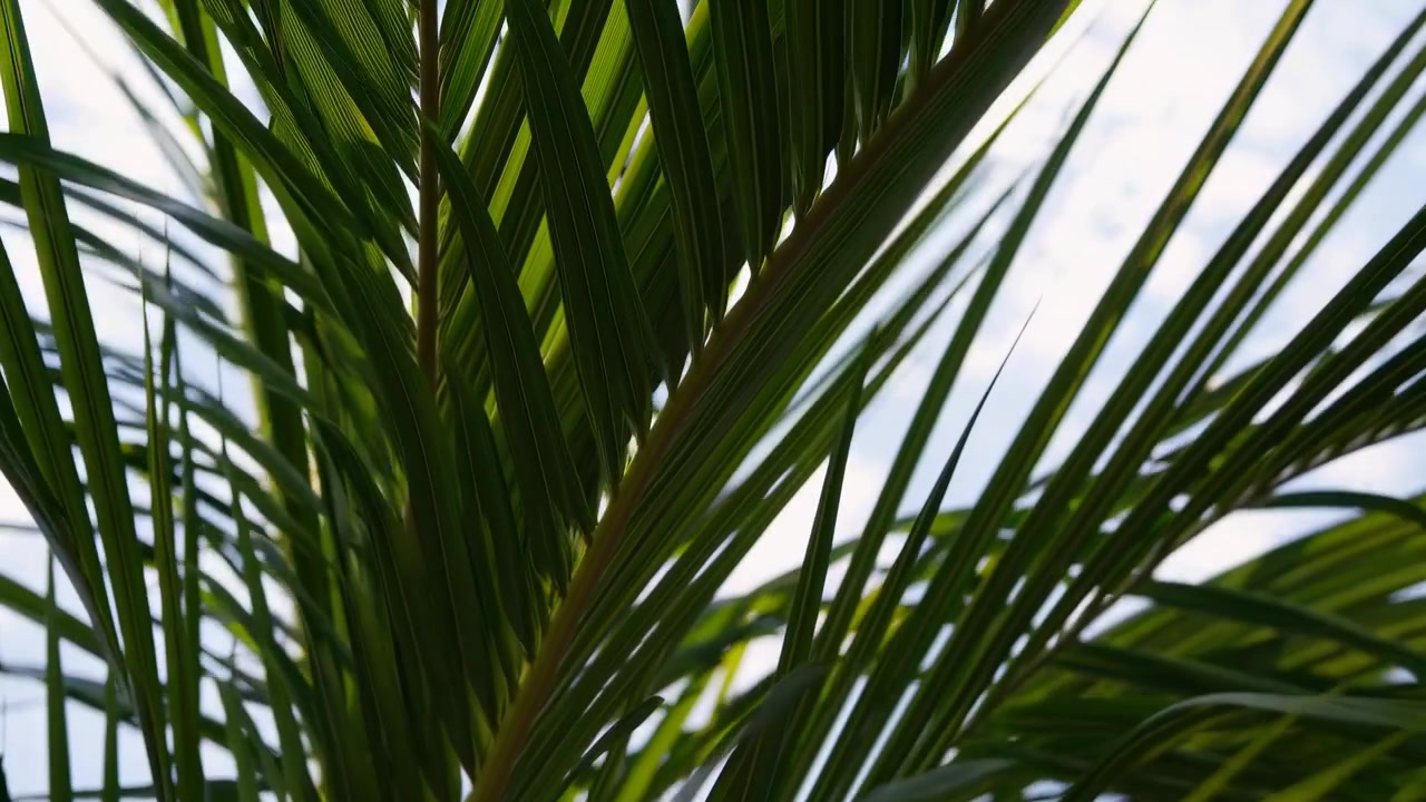Hojas de palma verdes meciéndose suavemente bajo la luz del sol