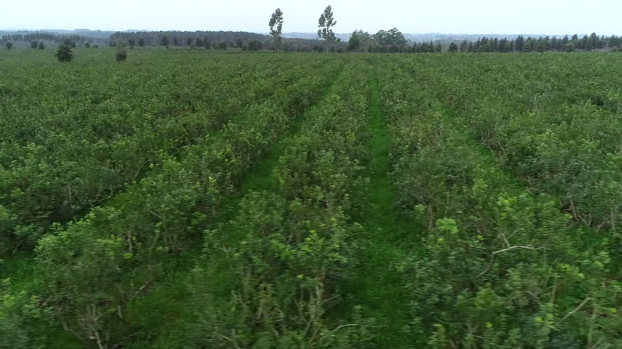 una colosal plantación de yerba mate en misiones, argentina, que muestra la vasta extensión de los campos sudamericanos