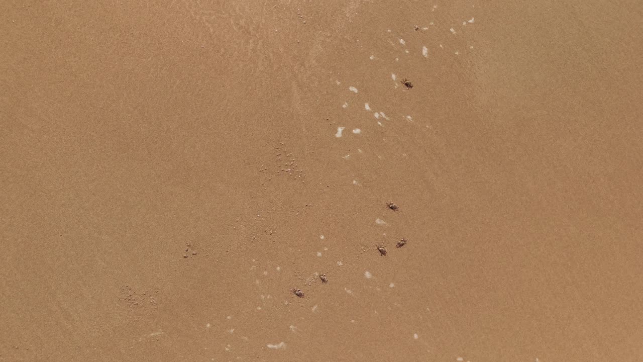 해변 에 있는 새우 들 의 무인기 영상