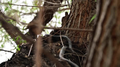 Serpiente-De-Látigo-Negro-Deslizándose-En-El-árbol
