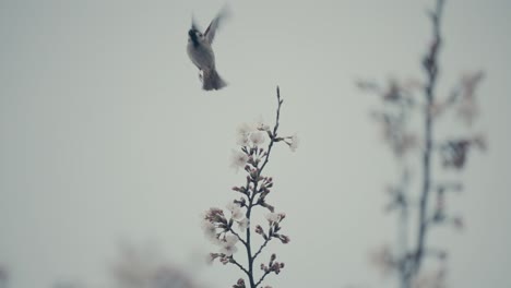 warbler bird perching and fly from flowering plants