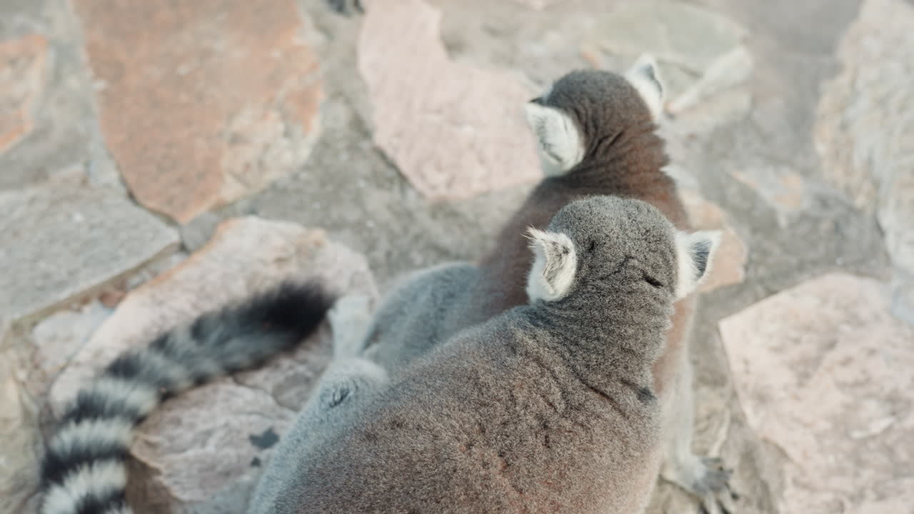 Grupo de lêmures descansando em rochas sob sombra suave, com vista aérea mostrando caudas agrupadas e padrões listrados. Uma pausa comunitária calma com movimentos suaves, em uma paleta de pedras em tons neutros e habitat natural.