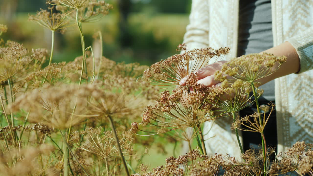 여자 절단 씨앗 꼬투리를 닫습니다
