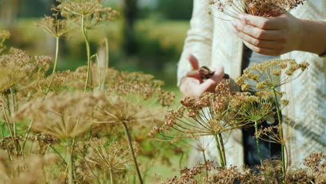 Woman-Cutting-Seed-Pods-Close-Up