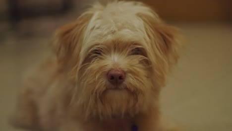 hungry cute dog eagerly waiting for food