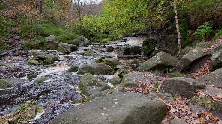 Serene winter woodland scene with a slow stream, golden oak trees, and fallen leaves adorning the tranquil landscape