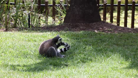 two raccoons interact and play outdoors