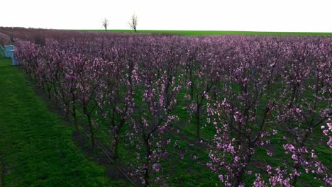 flowering apricot trees in fruit orchard during sunset