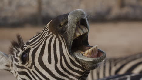 tourist feeding a zebra close up animal wildlife